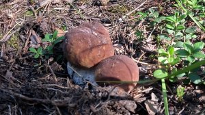 Счастье грибника. Как белые грибы делают каждый поход в лес настоящим праздником