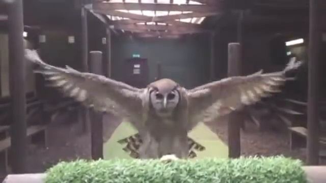 Полёт филина в замедлении смотреть онлайн