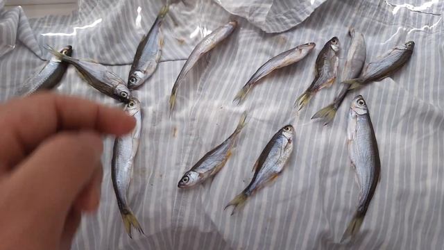 Открываю производство вяленой рыбы. 20.09.2023