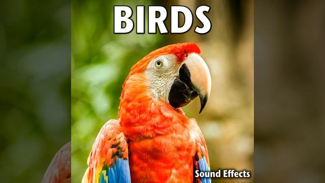 Bird Whistle Call (Version 2) смотреть онлайн