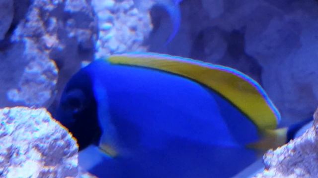 Powder blue tang смотреть онлайн