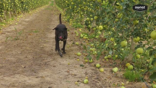 Nuestras manzanas Ownat смотреть онлайн