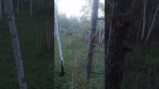 Пение птиц в летнем лесу смотреть онлайн