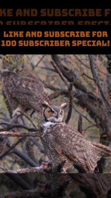 Great-Horned Owl Sounds pt.8 смотреть онлайн