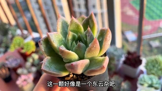 断舍离，整理露台上的多肉，送给了本地的朋友！看看都有什么品种 смотреть онлайн