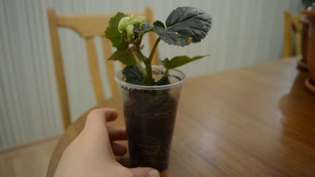 Цветочные новости от 14 11 2020 года