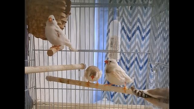 Как поют амадины? Белый самец доминирует