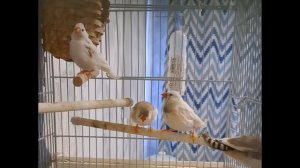 Как поют амадины? Белый самец доминирует