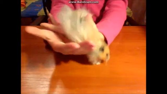 VLOG: Вечер с Хомой. Резвимся, бегаем, прыгаем. смотреть онлайн