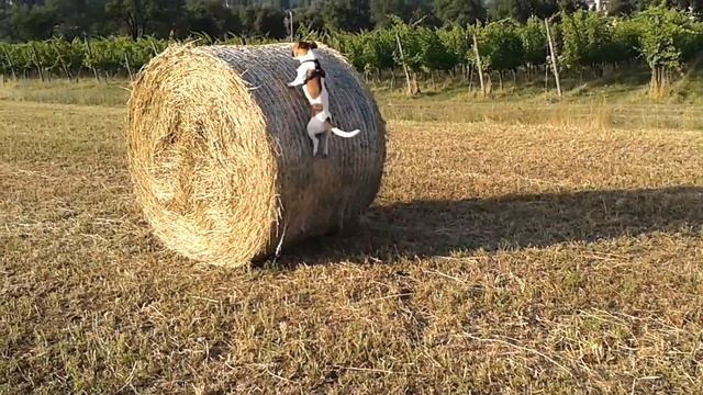 Super Lillo! Jack russell vs rotoballa смотреть онлайн