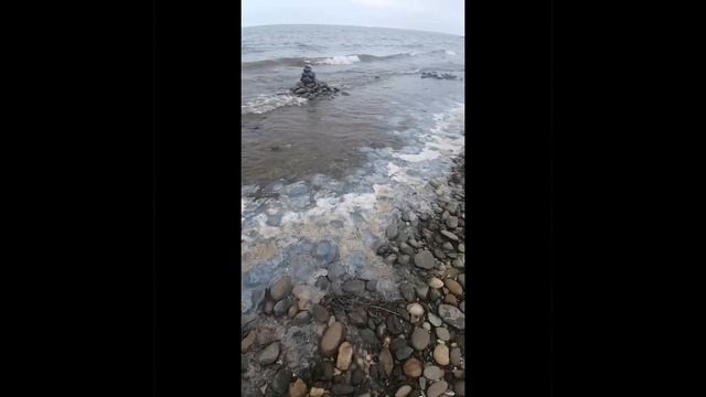 Нашествие медуз в Азовском море | Приморско-Ахтарск медузы 31.08.21 смотреть онлайн