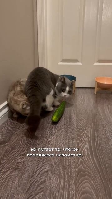 Что ненавидят кошки? Ч.3 #shorts #интересныефакты смотреть онлайн