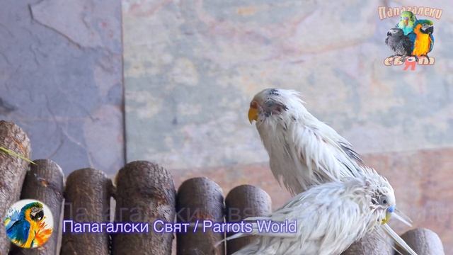 Вълнисти папагали след баня. Budgie Parrots After Bath, Parrots Bath,wet To The Bone