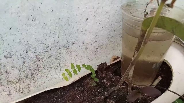 EXPERIÊNCIA COM A FOLHA DA SEGURELHA смотреть онлайн