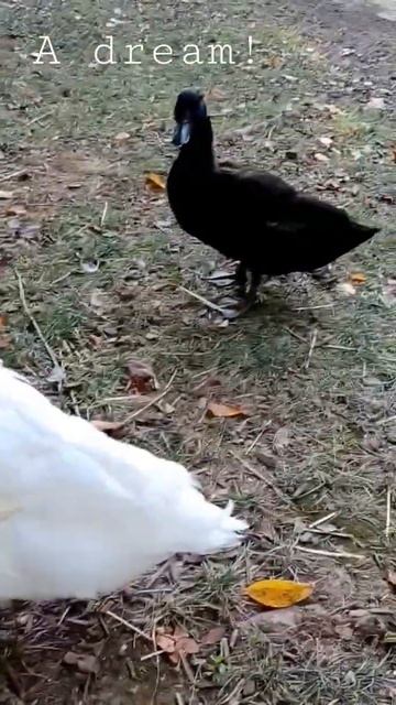 White Duckie! смотреть онлайн