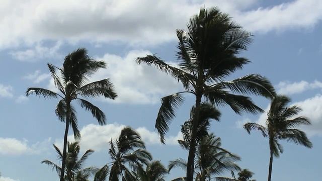 Trees cut down at Pearl Harbor to fight coconut rhinoceros beetle смотреть онлайн