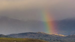 Тайная жизнь животных 8 серия «Поиск партнёра» (документальный сериал, 2024)