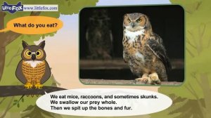 07. Meet the Animals | Great Horned Owl | Wild Animals |Stories for Kindergarten