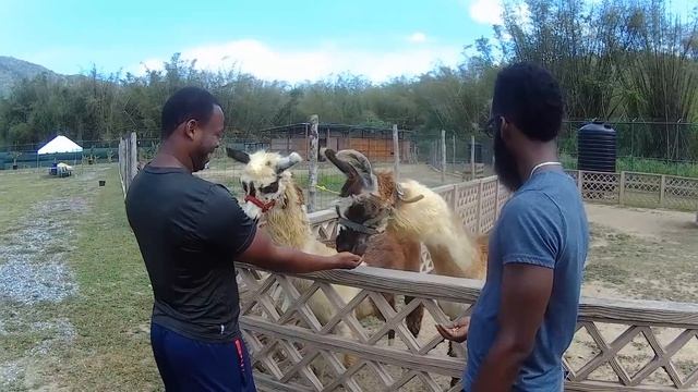 Hidden Zoo in Trinidad смотреть онлайн