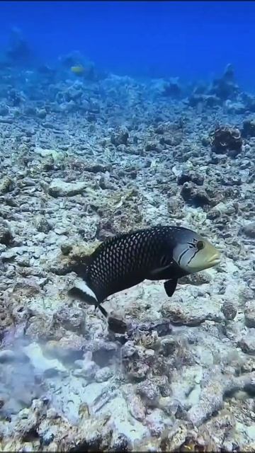 😍😲Diving/snorkeling 🤿in the tropics, you will see this beautiful fish. The Rockmover wrasse 🐟. смотреть онлайн