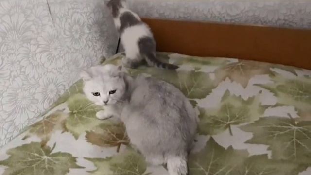 Котёнок играет смотреть онлайн