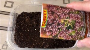 Выращивание душицы из семян. Посев, всходы.