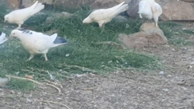 День рождения голубятнка Алексея из Ставрополя! смотреть онлайн