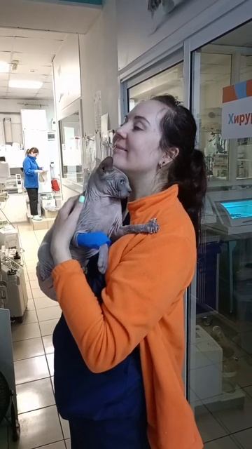 #сфинкс #ветеринарныйврач #иркутск #оберегай #лечение смотреть онлайн