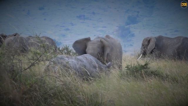 Pandemonium on the plains as the Owino Pride take on black rhino and a herd of elephants! смотреть онлайн
