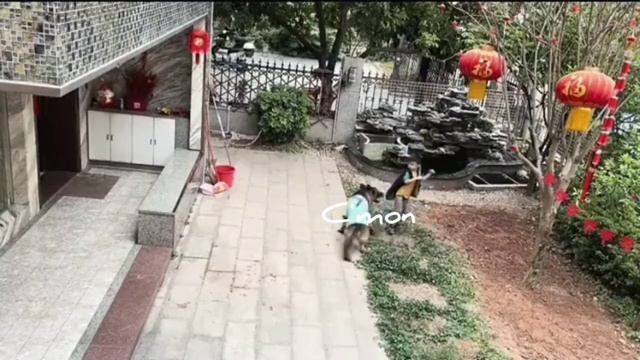 A Smart Dog Helping Boy More Than His Friend смотреть онлайн