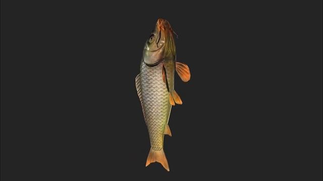 3D Animated Fish смотреть онлайн