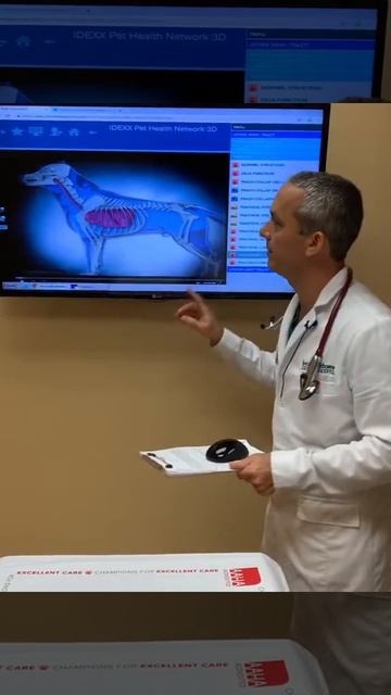 Does your dog cough ? смотреть онлайн