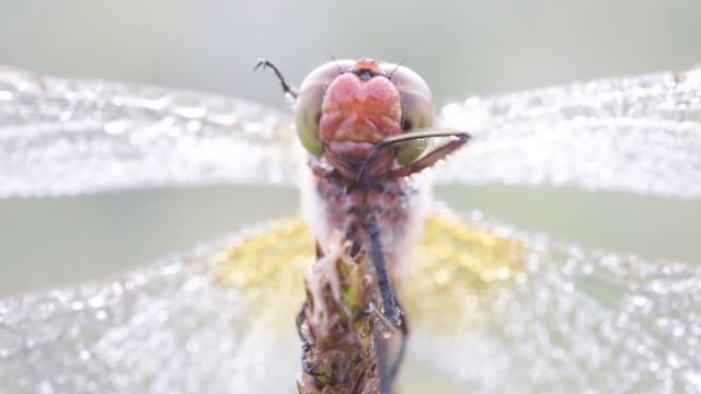 Macro Fotografia - 30" in macro Sympetrum Flaveolum смотреть онлайн
