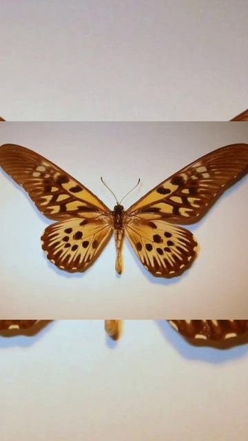 #shorts ഏറ്റവും വിഷമുള്ള ചിത്രശലഭം !African Giant Swallowtail (Papilio Antimachus) смотреть онлайн