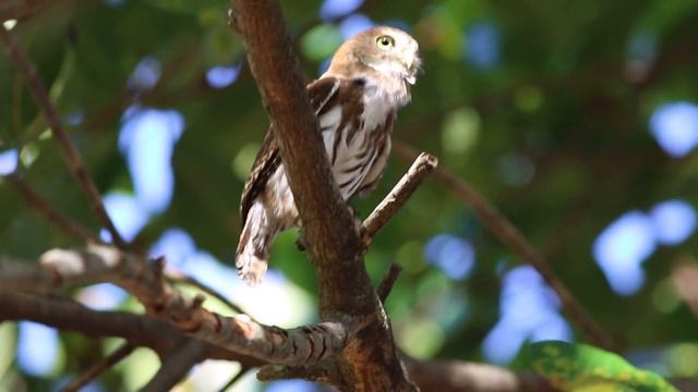 Ferruginous Pygmy-Owl (Glaucidium brasilianum) смотреть онлайн