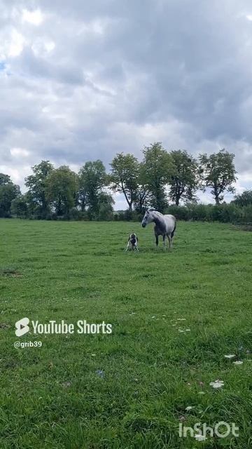 НОВАЯ ЖИЗНЬ РОДИЛАСЬ. #shorts #природа #nature #лето смотреть онлайн