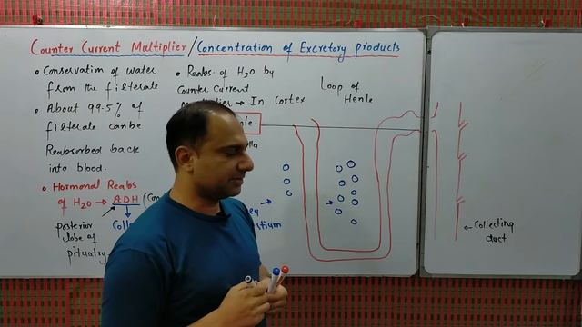 Counter Current Multiplier In Kidney | Role of ADH | Water conservation | 12th Biology | MDCAT/NEET смотреть онлайн