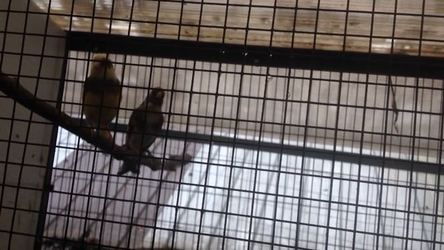 Щегол смотреть онлайн