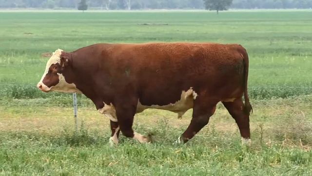 Lot 4 Binara Rembrandt R011 (S) смотреть онлайн