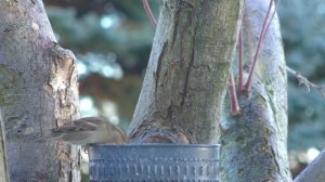 Красивые птицы для кошек,