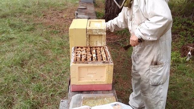 Saison 1 Ep39 2022. Comment faire hiverner des mini plus ou nucleus ? смотреть онлайн