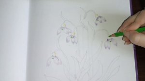 Как нарисовать подснежники цветными карандашами.