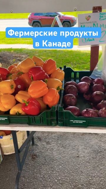 Что выращивают фермеры в Канаде? #video #fun #canada #канада #shortsvideo #toronto #short #shorts смотреть онлайн