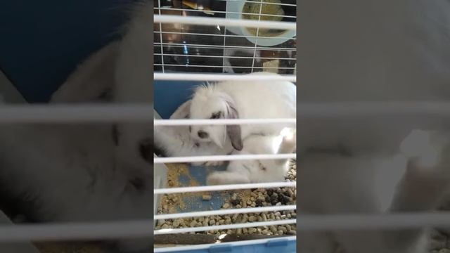 Крольчиха кормит крольчат смотреть онлайн