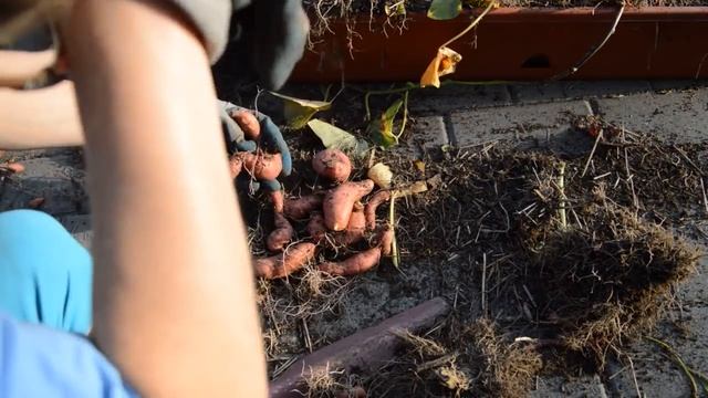 Как буду сохранять ипомею батат из магазинного клубня?