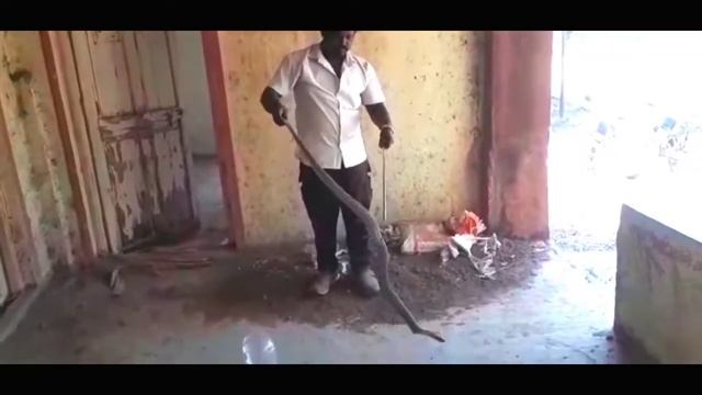 cobra Rescue| नारायणगाव कुकड़ी कॉलनी येथे पाठबंधारे ऑफिस मधे पकडला नाग साप | смотреть онлайн