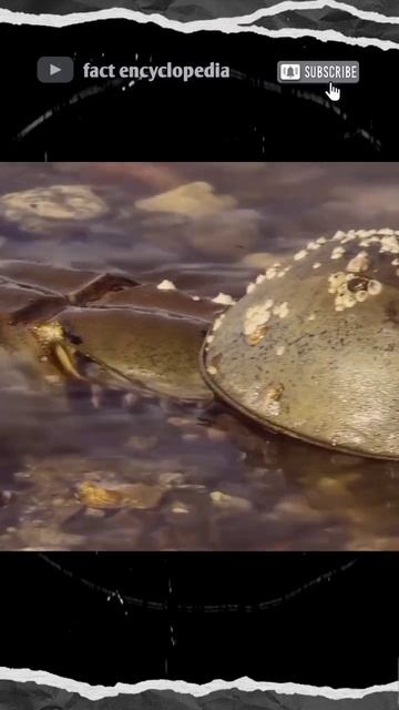 world's oldest animal species #shorts смотреть онлайн