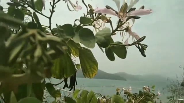 Seas The Day-The Ocean Breeze|Mawan Pier HK смотреть онлайн