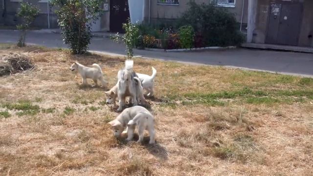 Первая прогулка маламутиков