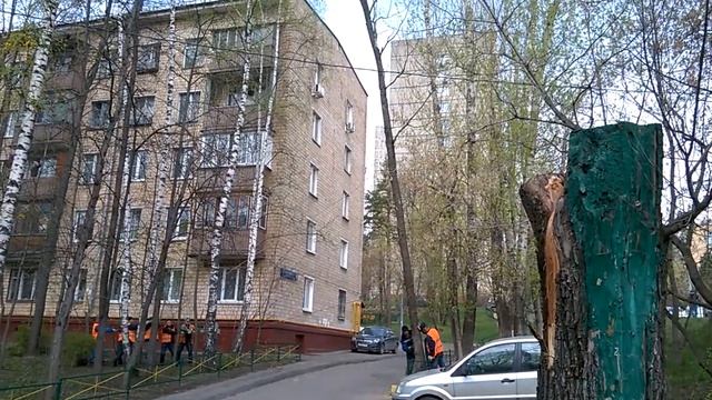 Дружною толпой завалили дерево)))) смотреть онлайн